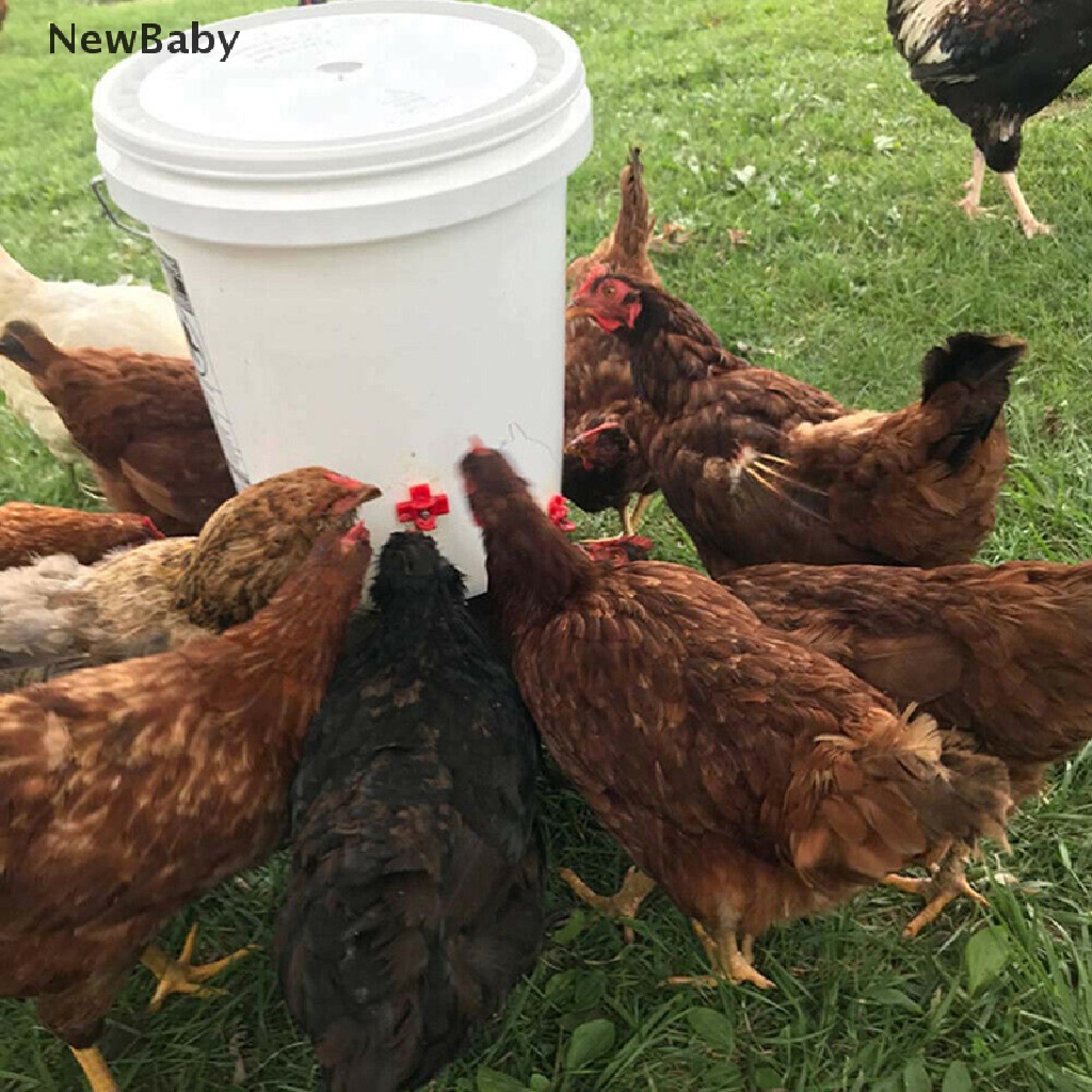 Tempat Minum Ayam Otomatis Untuk Peternakan