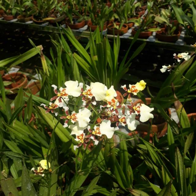 Anggrek Oncidium Sarry White