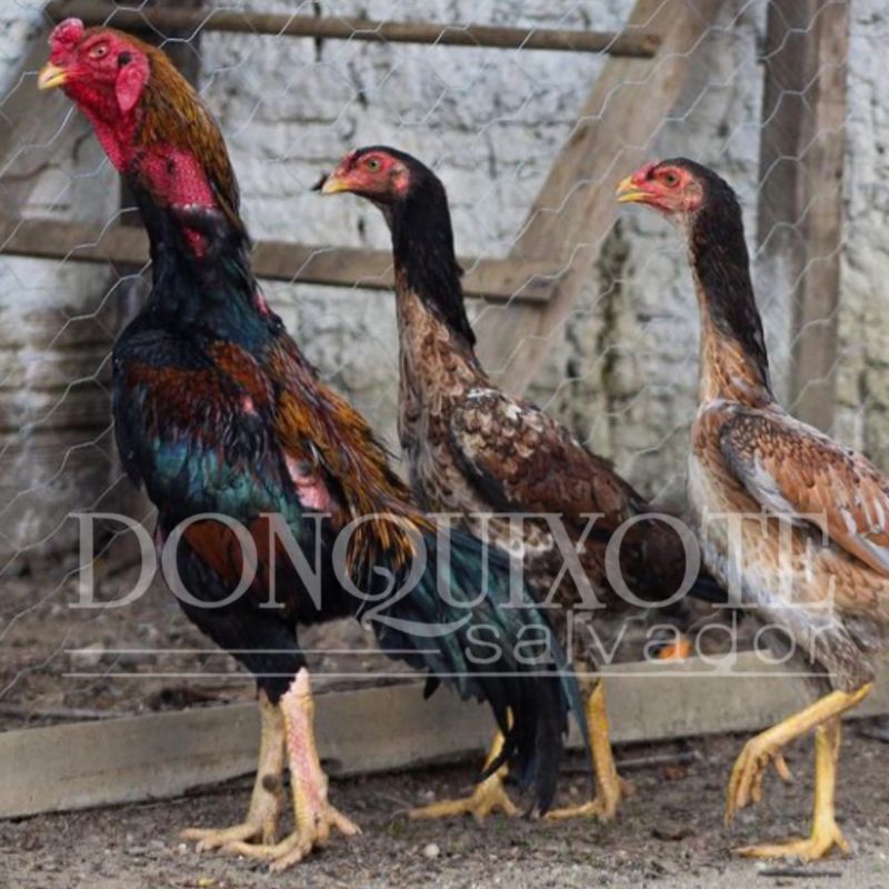 telur ayam shamo japan