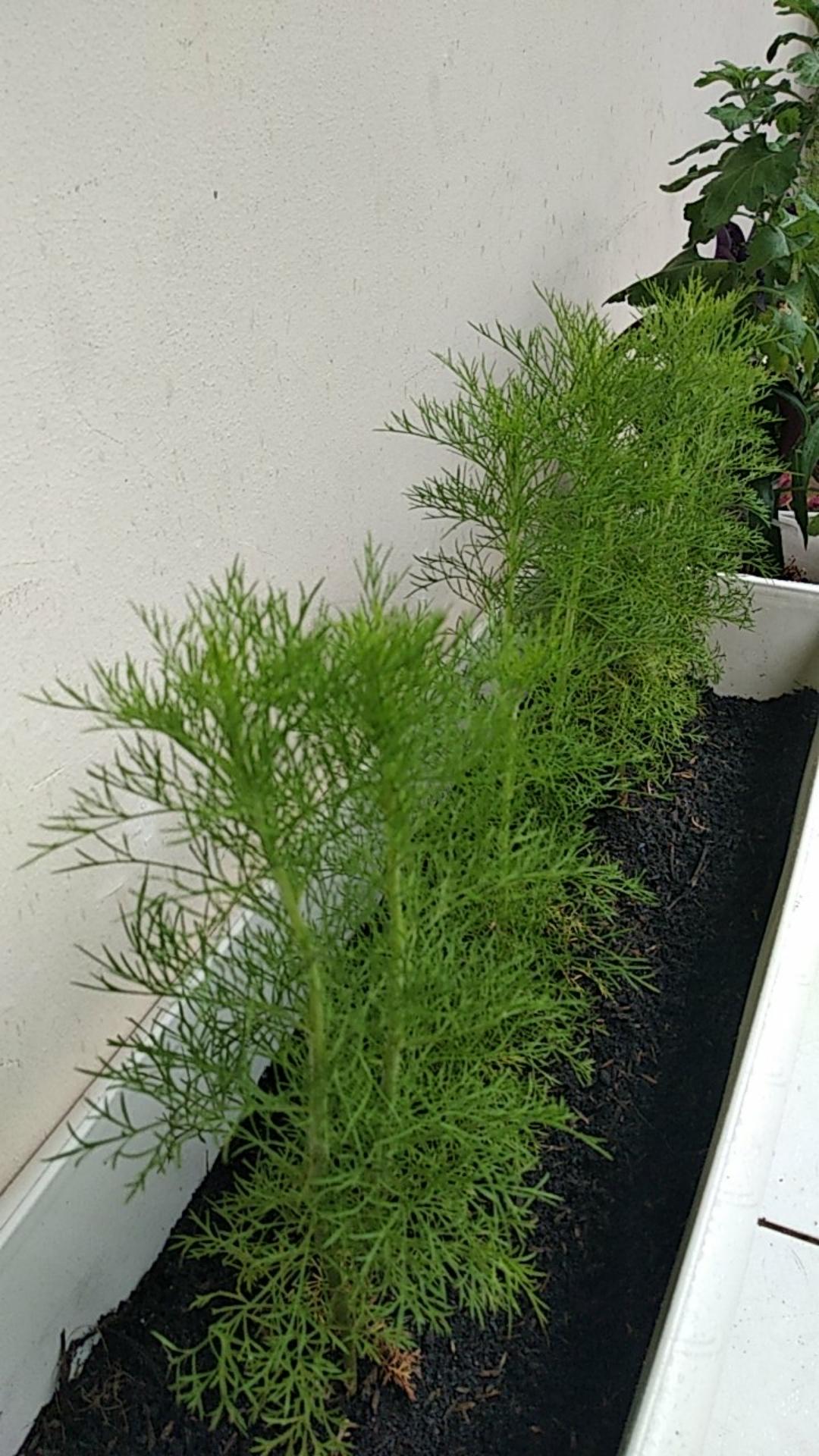 Tanaman Hias Cemara Air Mini