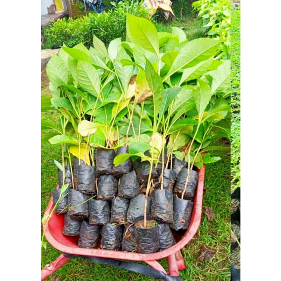 Bibit Tanaman Pohon Jati Unggul