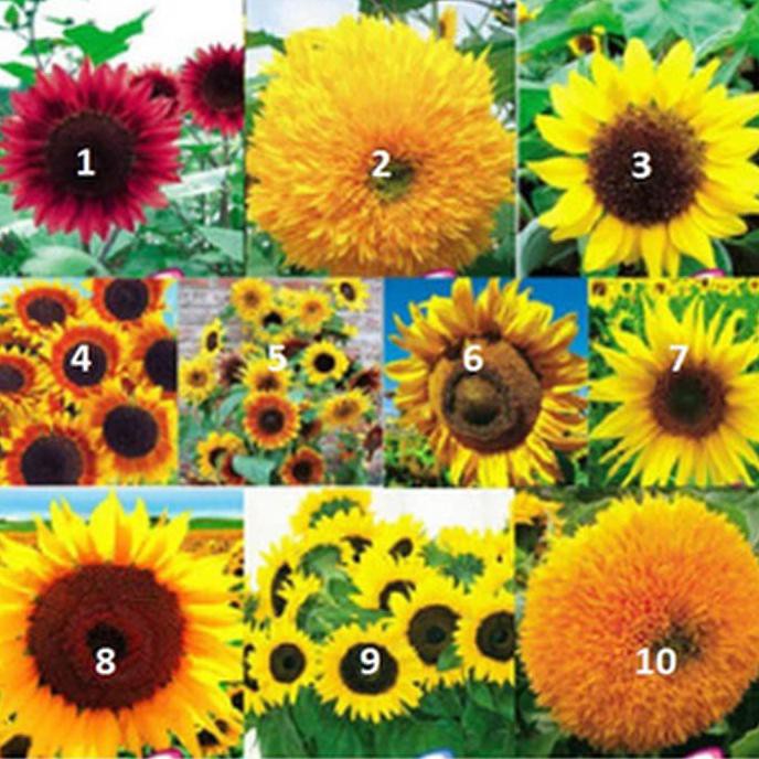 Benih Bunga Matahari Import (10 Jenis )