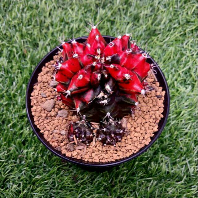 Gymno hibotan ownroot