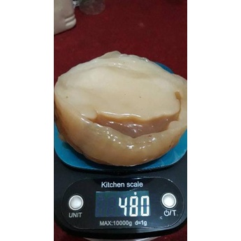 

[KODE LJHKE] !!! SCOBY ATAU JAMUR DIPO UNTUK MEMBUAT KOMBUCHA