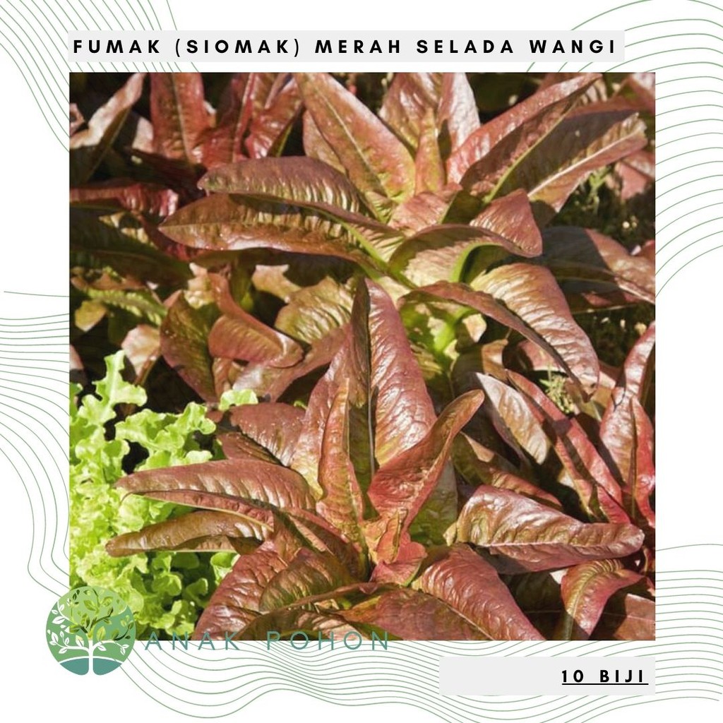 Benih Bibit Biji - Fumak Siomak Merah Selada Wangi Seeds - IMPORT (10 Biji)