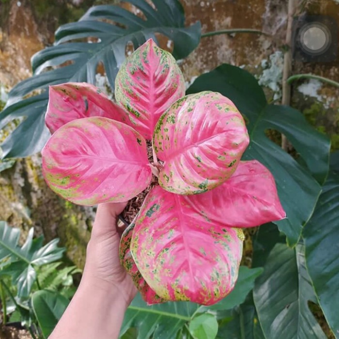 Tanaman Hias Aglonema Wulandari - Aglonema Wulandari - Wulandari