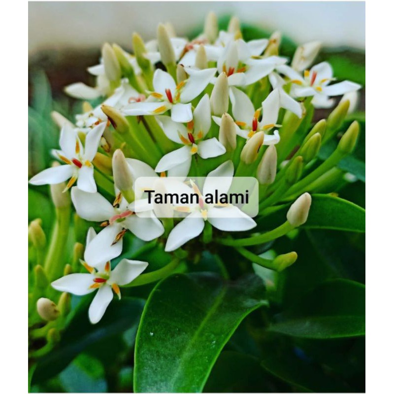 asoka bunga putih - tanaman hias asoka jambon bunga putih