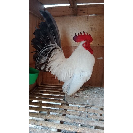 Ayam Kate Chabo Black Tail (lokal)