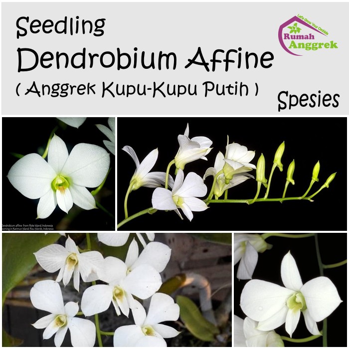 Seedling Dendrobium Affine Spesies Anggrek endemik Langka larat Indonesia papua putih