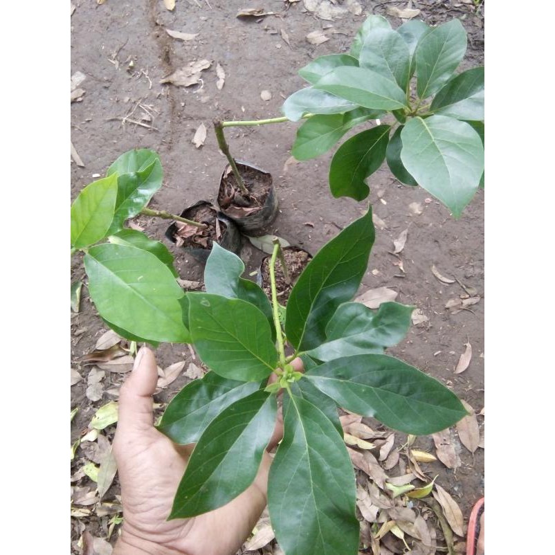 Benih Bibit Tanaman Buah Alpukat Kendil @_@