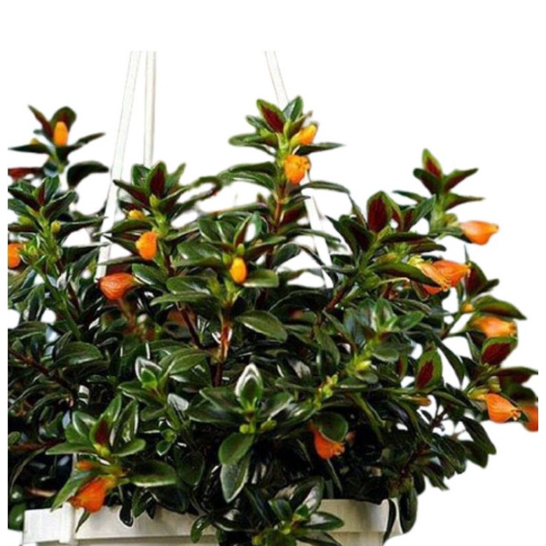 Tanaman hias gantung lipstik orange
