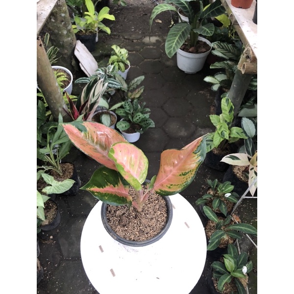 aglaonema kochin tembaga pelangi