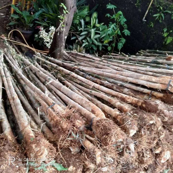 tanaman bambu Jepang
