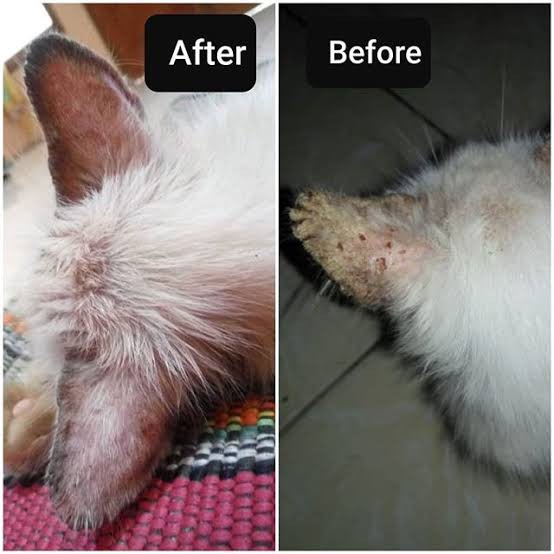 OBAT JAMUR OBAT INFEKSI KULIT KUCING ANTI KUTU  SCABIES DEMODEX JAMUR KUTU PARASIT CACING HATI OBAT JAMUR ANJING PAKET LENGKAP!