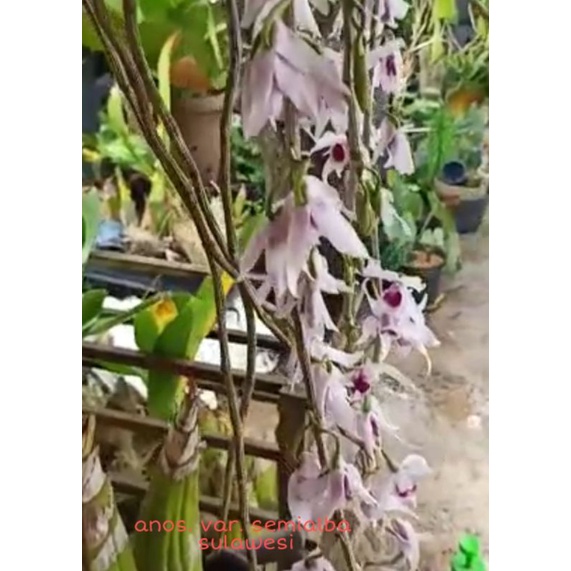 Anosmum var. semi alba Sulawesi ( keikei)