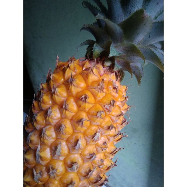 200 bibit nanas madu belik Pemalang