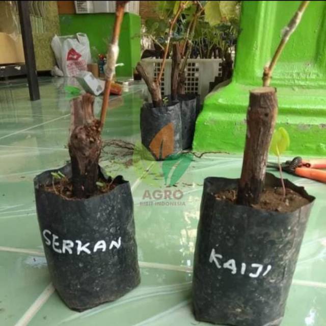 Bibit Anggur Import Merah KAIJI