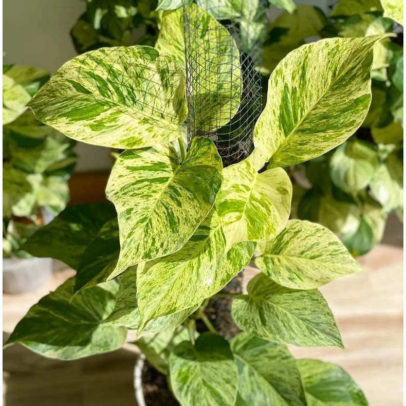 Suruh Manjula merambat cantik hiasan rumah tanaman hias suruh manjula ratudaunnursery