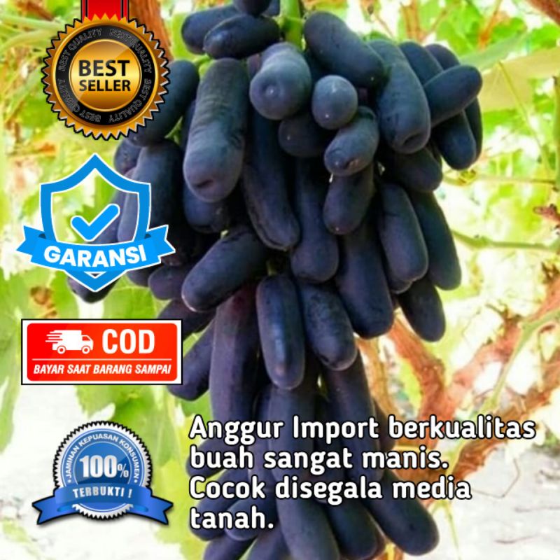 Bibit anggur import BELI 2 GRATIS ANGGUR LOKAL l Bibit anggur import Moondrop berkualitas asli graft
