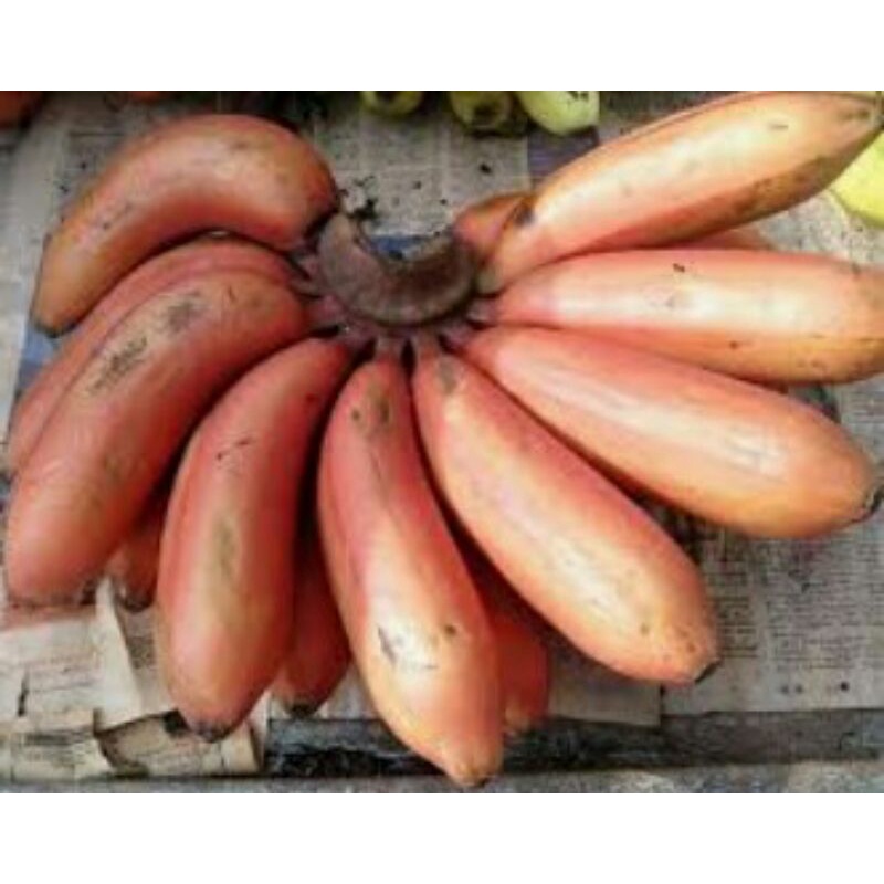 

pisang merah buah stok selalu ready boss langsung saja di order