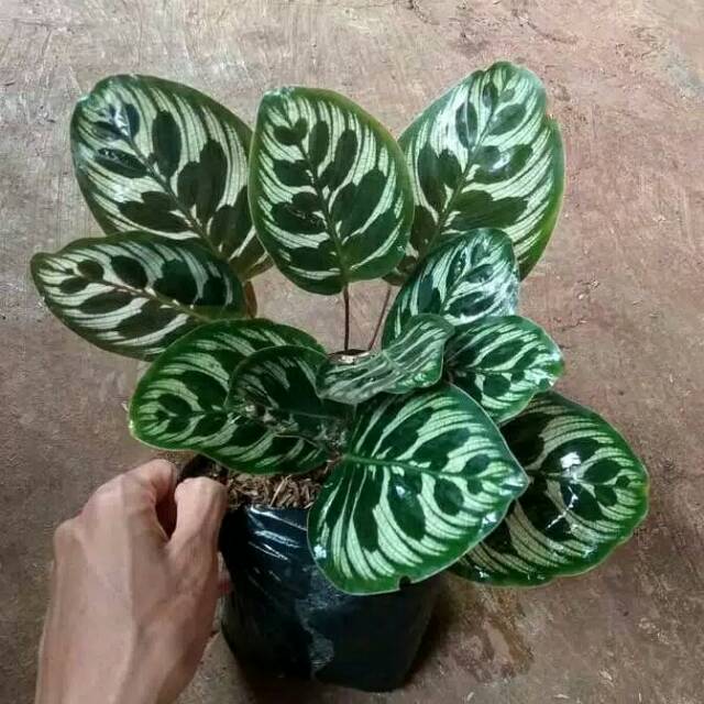  Tanaman  hias calathea  makoyana kalatea macan  Shopee 