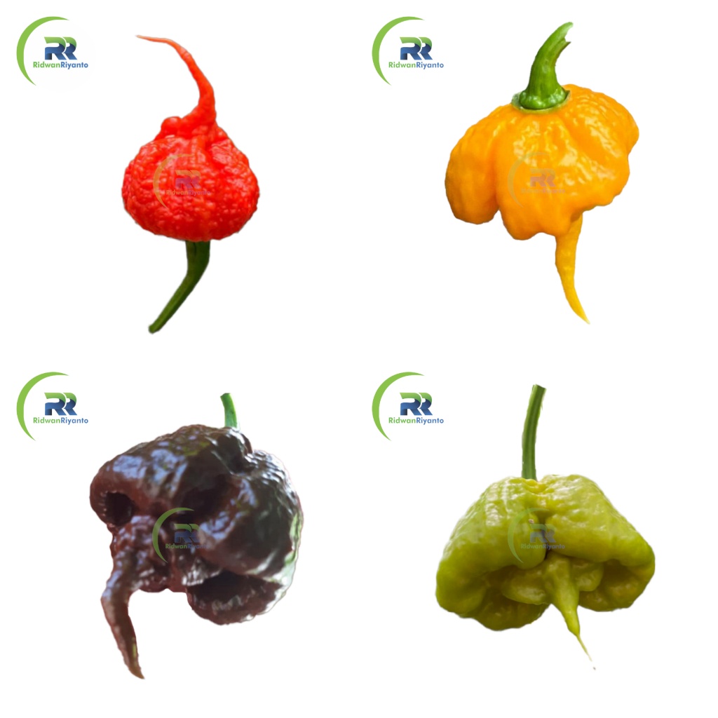 Paket 4b Biji Cabe Carolina Reaper Cabai Terpedas di Dunia Nomor 1 versi The Guinness World Record Benih Tanaman