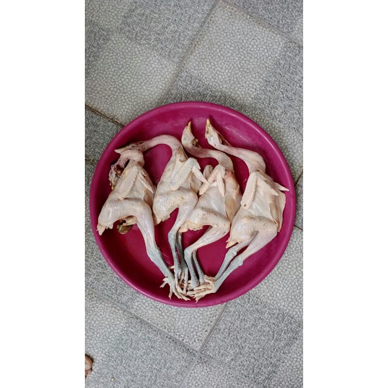 

Ayam kampung asli (a.k.a) besar s/d 900 gram