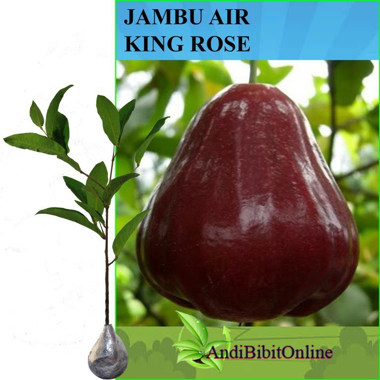 Bibit Jambu Air King Rose - Tanaman Jambu King Rose