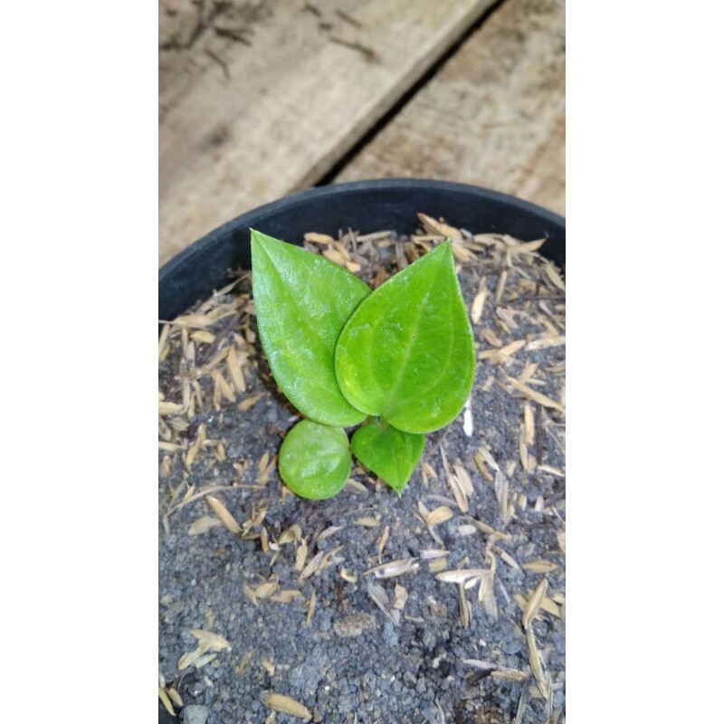 Anthurium Jenmani Cobra