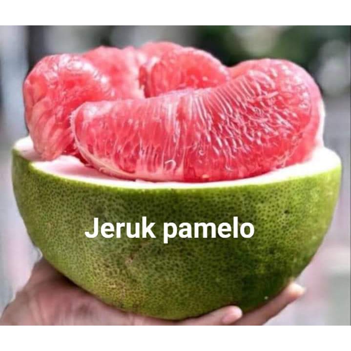 

JERUK PAMELO SUPER - Citrus grandis