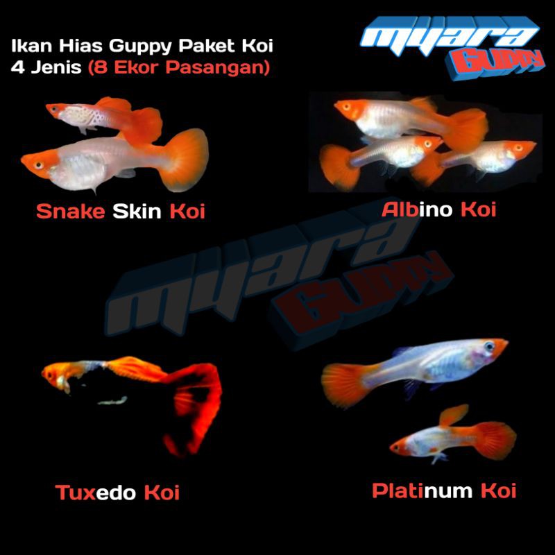 Ikan Hias Guppy Paket Hemat Murah Koi Series