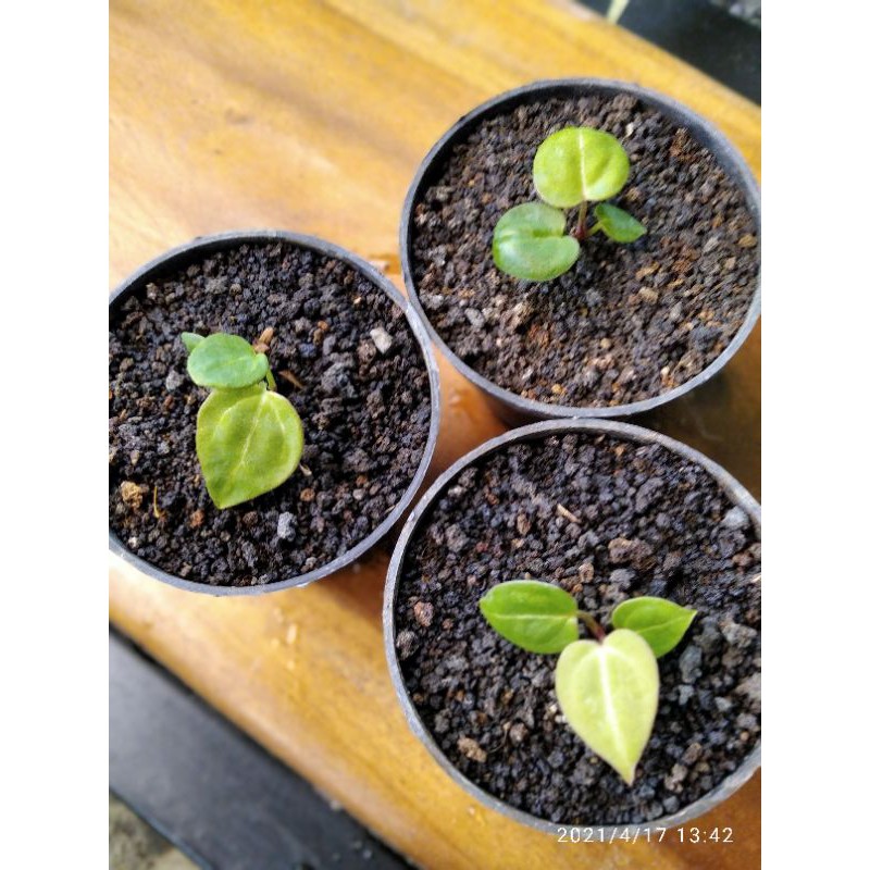 anthurium dorayaki x forgetii