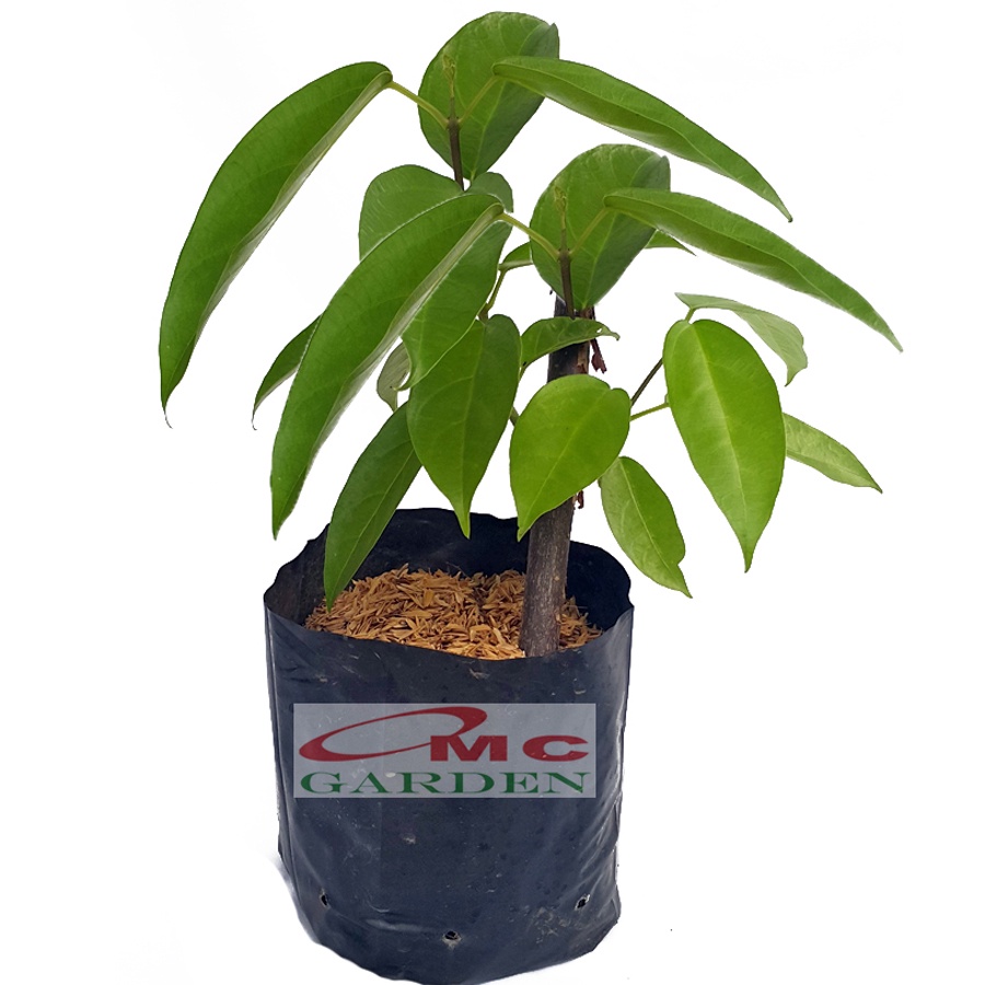 Bibit Akar Daun Cincau Hijau Tanaman Minuman Obat Herbal CH-B-2030