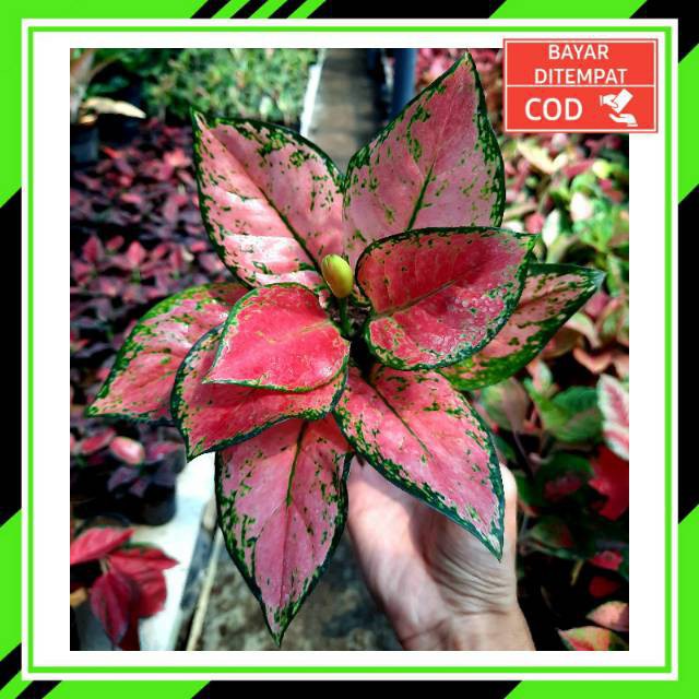 [✅COD]KATRINA - (AGLONEMA REMAJA) / RED KATRINA / AGLONEMA KATRINA MURAH