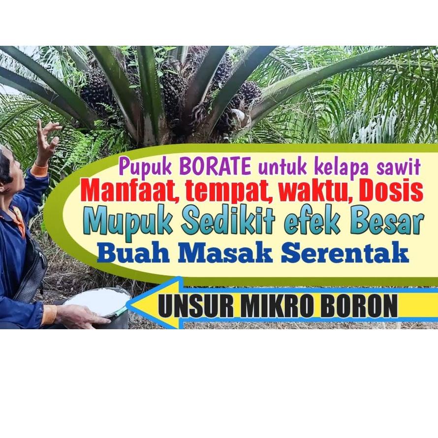 ◄ ❤️ Albani ❤️ Pupuk Borate Cap Tawon - Pupuk Perkembangan Tanaman - Pencegah Kerdil - Borate - Borat ♔