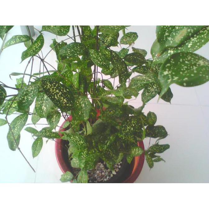 Tanaman Hias Bibit Tanaman Putih Telur Puyuh Bukan Biji TrM