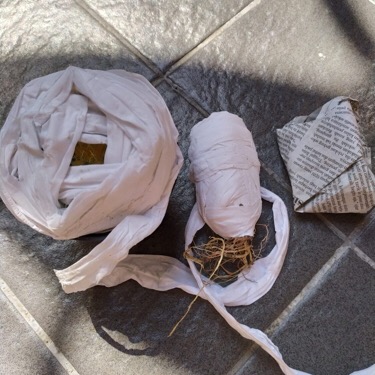 Tanaman Kaktus Hias Cactus Golden Barrel Barel