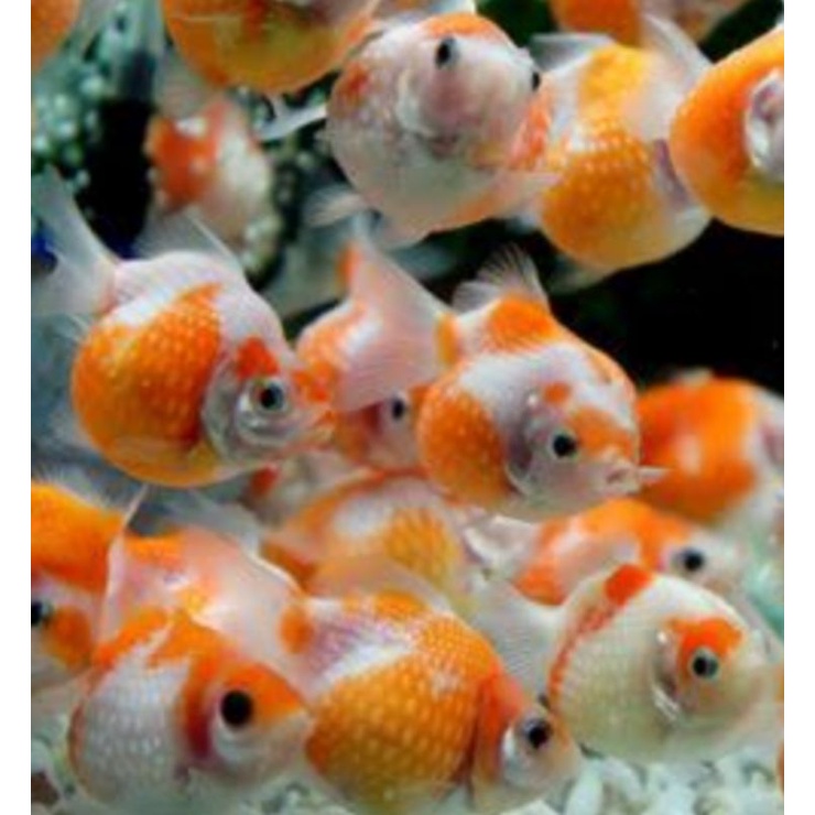 Jual maskoki Mutiara Tikus | Shopee Indonesia