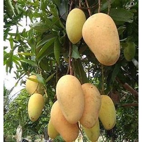 Bibit Mangga Chokanan/Tanaman Mangga Chokanan Okulasi(Jaminan Original)