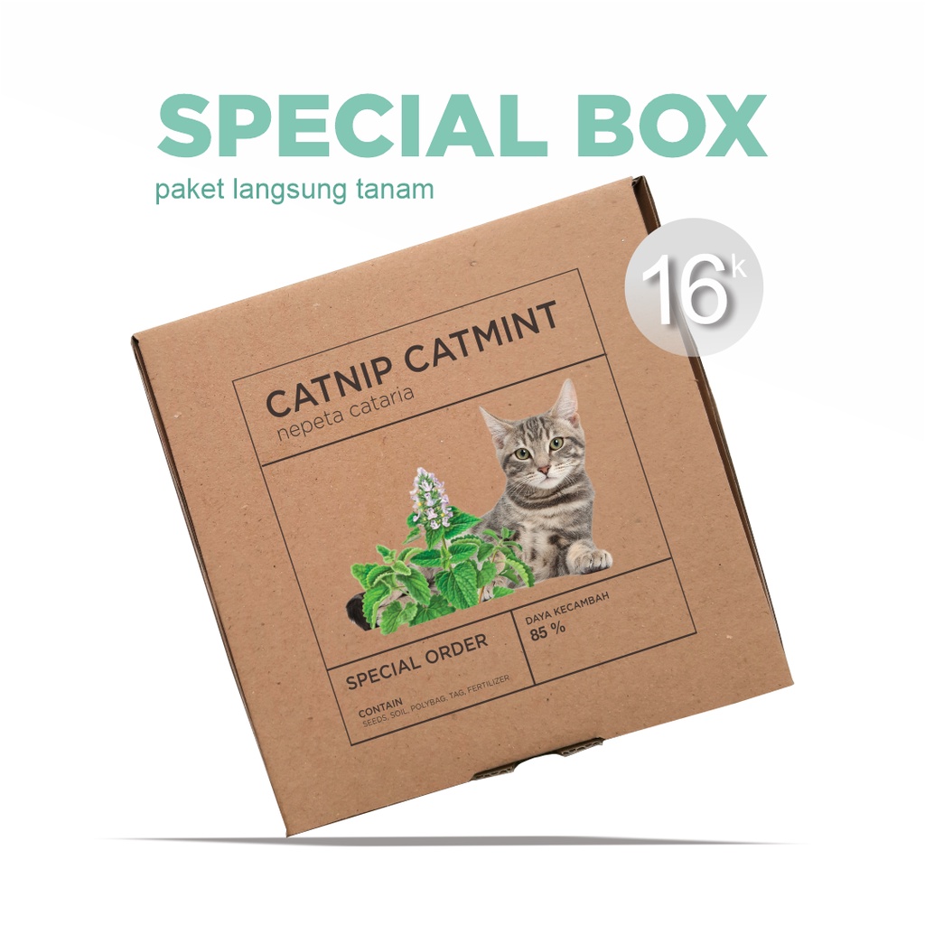 Paket Langsung Tanam - Gardening Kit - SPECIAL BOX - Benih Catnip Catmint (Nepeta cataria) Herb Seeds