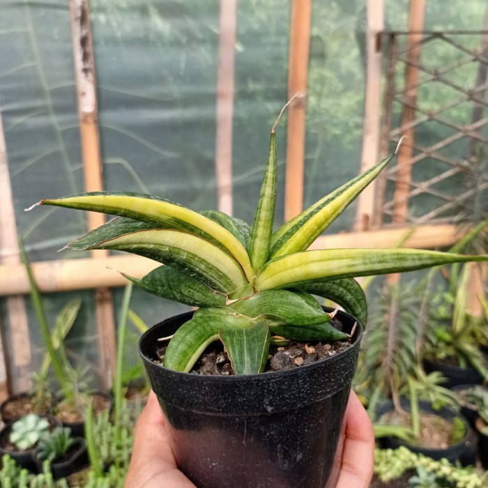 sansevieria patens variegated