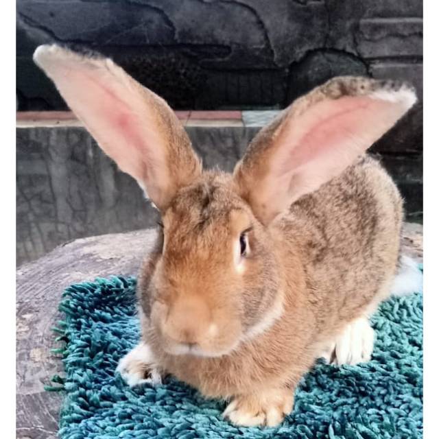 Kelinci flemish giant super jantan