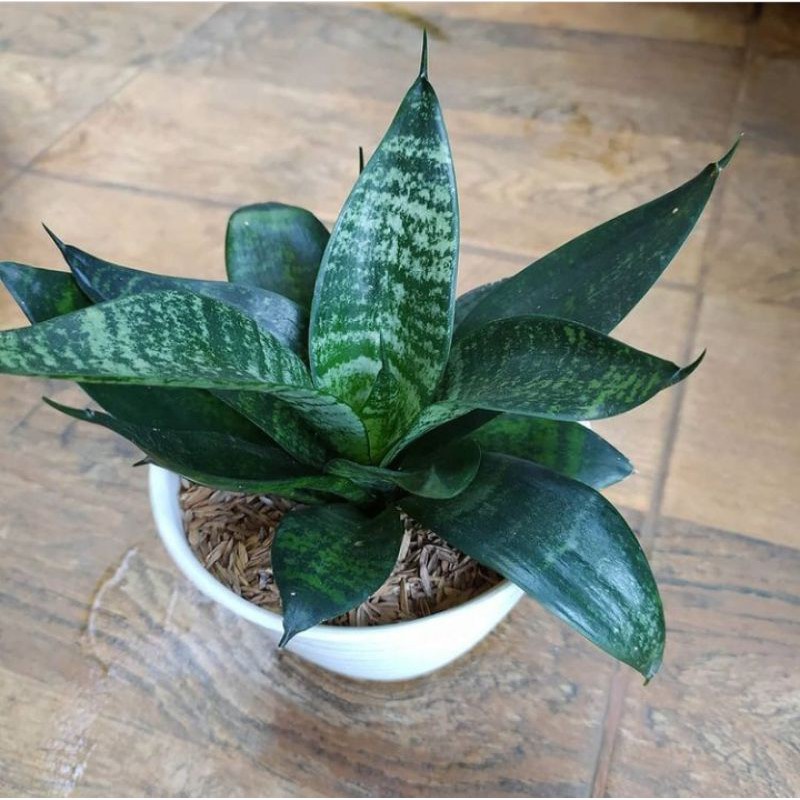 Sansivera Mini Lidah Kodok Hijau Lidah Mertua besar