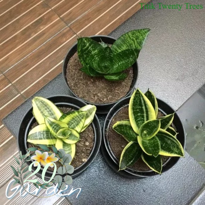 paket tanaman hias sansiviera mini- lidah mertua mini