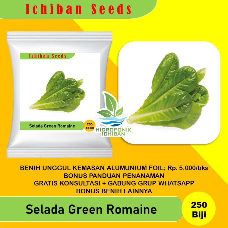 Benih Bibit Biji Selada Green Romaine Lettuce Known You Seed