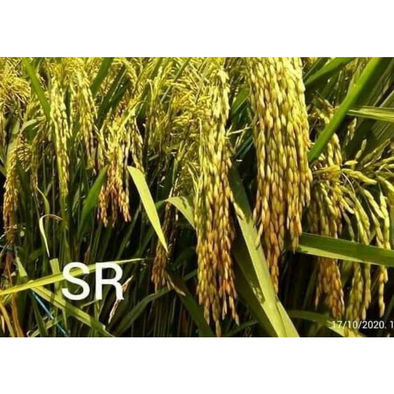 Padi SR genjah