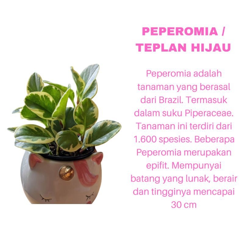 PROMO TANAMAN HIAS BUNGA PEPEROMIA / TEPLANT HIJAU KUALITAS SUPER | MURAH | COD