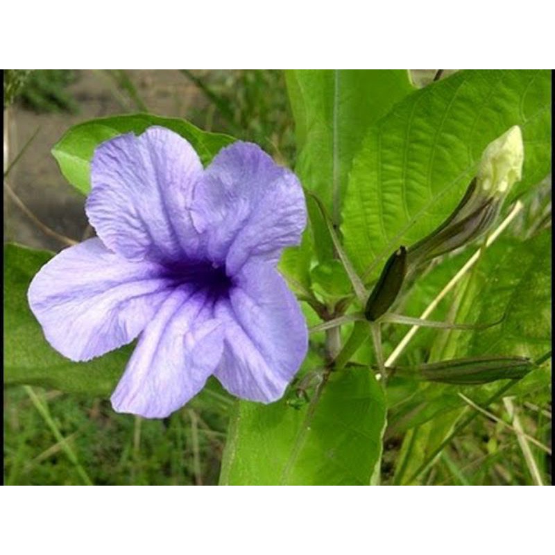 daun kencana ungu atau daun pletekan obat diabetes