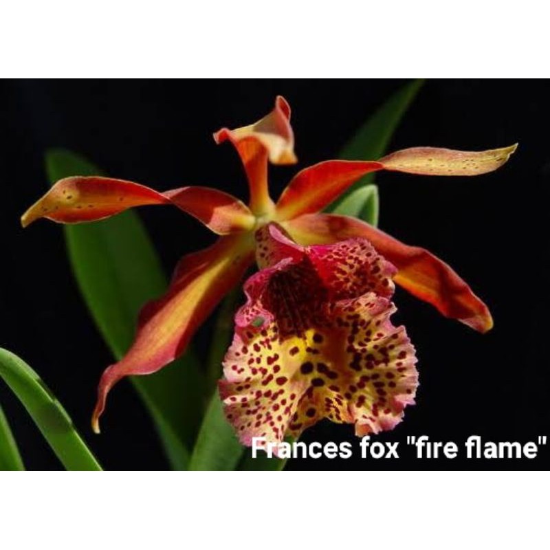 Anggrek catty cattleya frances fox fire flame dewasa siap bunga