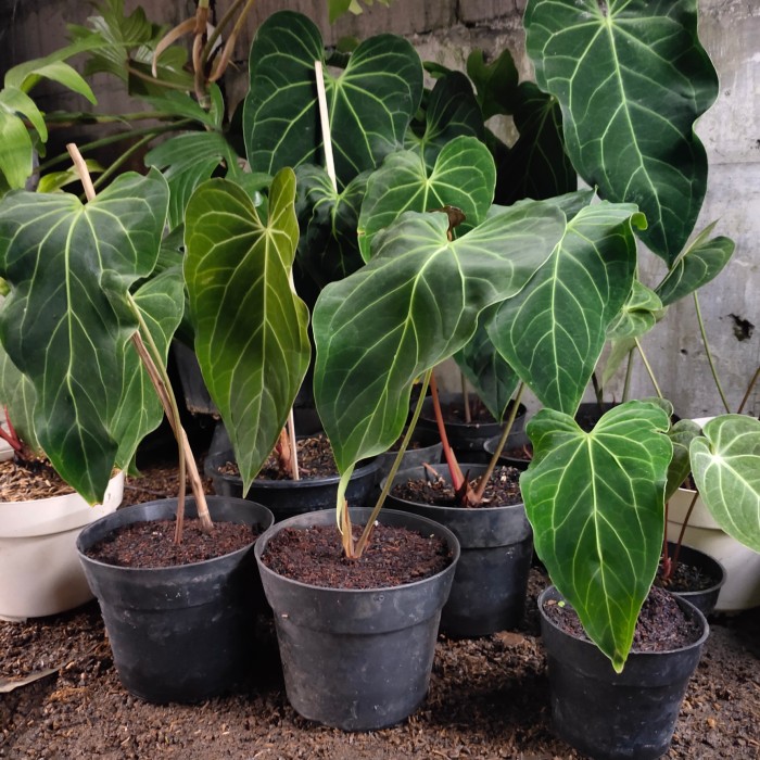 anthurium magnificum